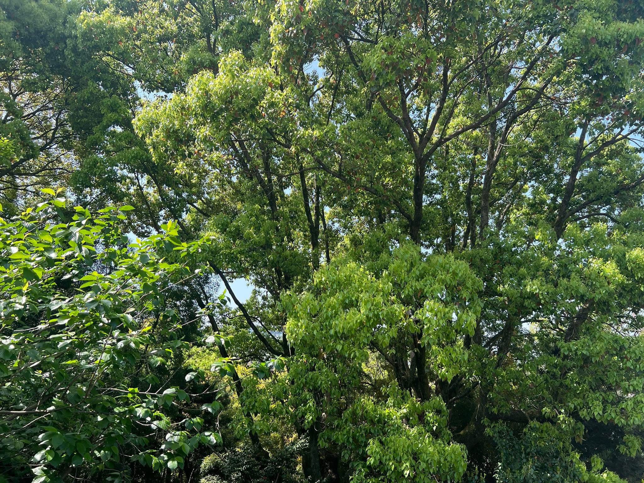 不動産仲介事業